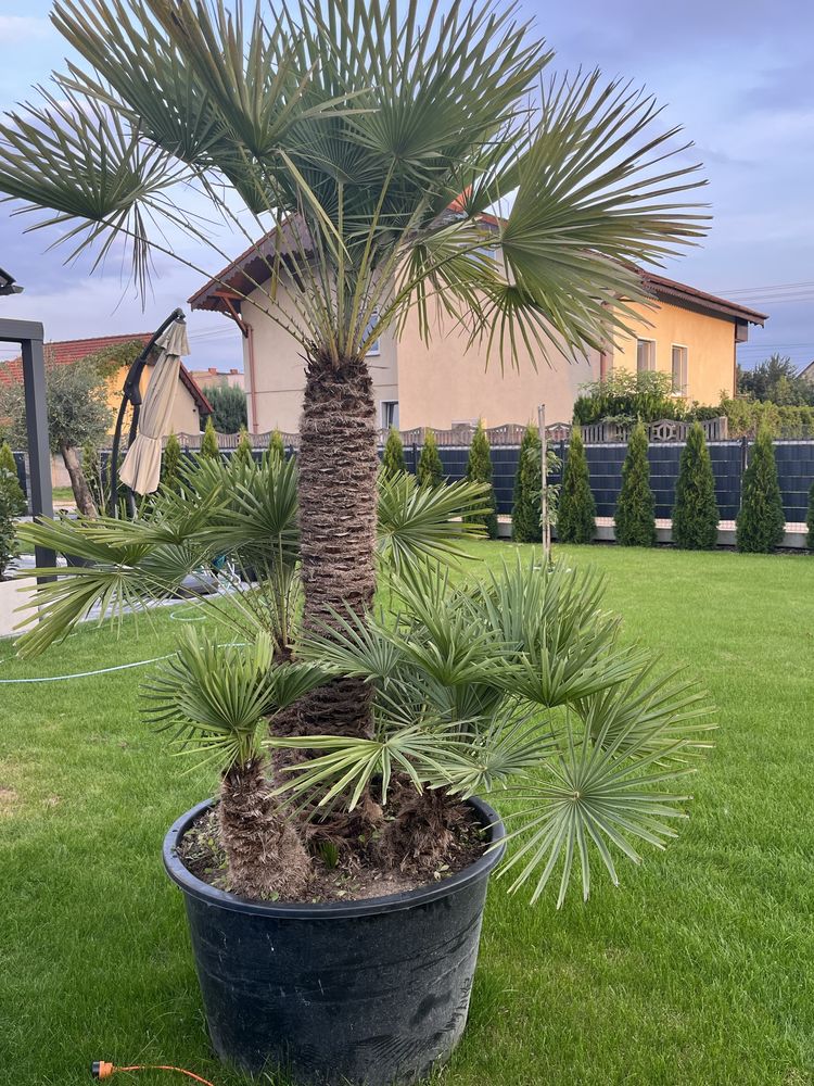 Mrozoodporna Palma Karlatka Chamaerops Humilis