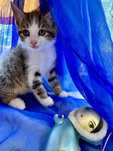 Идеальный Милый маленький котенок бесплатно. Много котят