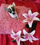 Chihuahua miniaturowa sunia