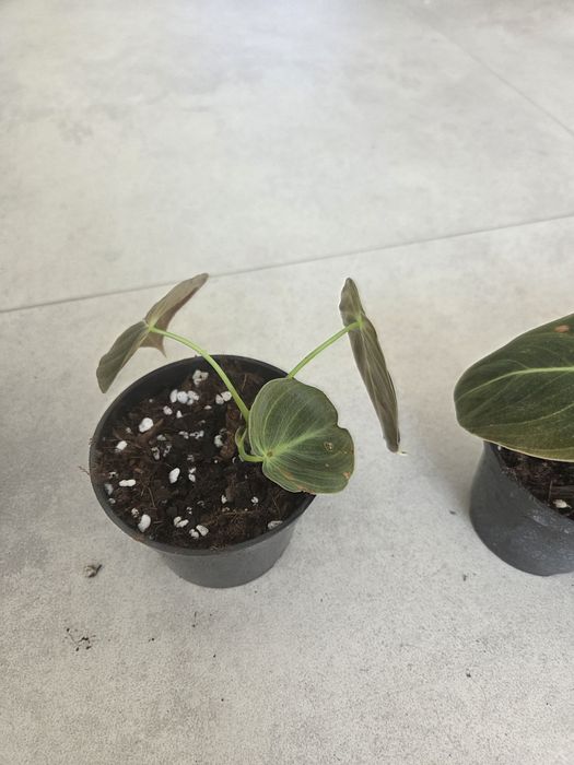 Filodendron melanochrysum ukorzenione