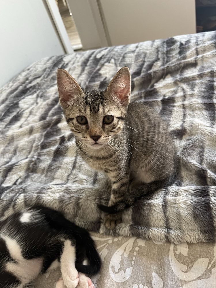 Gatinhos para adoção responsavél