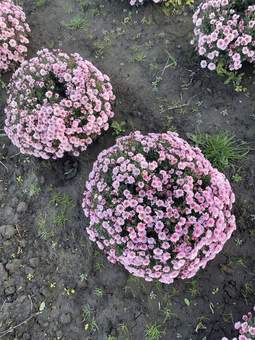 Chryzantemy tanio !!