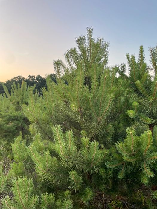 Продам сосны новогодние, сосна новорічна