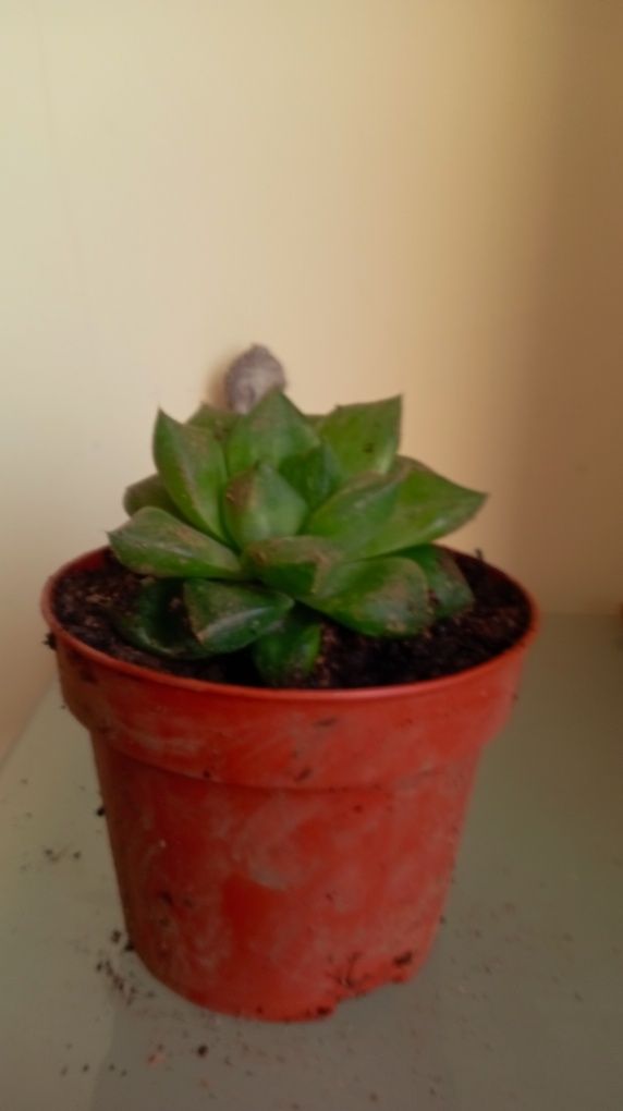 Vendo suculentas e plantas