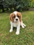 Cavalier King Charles Spaniel piesek - klasycznym umaszczeniu blenheim
