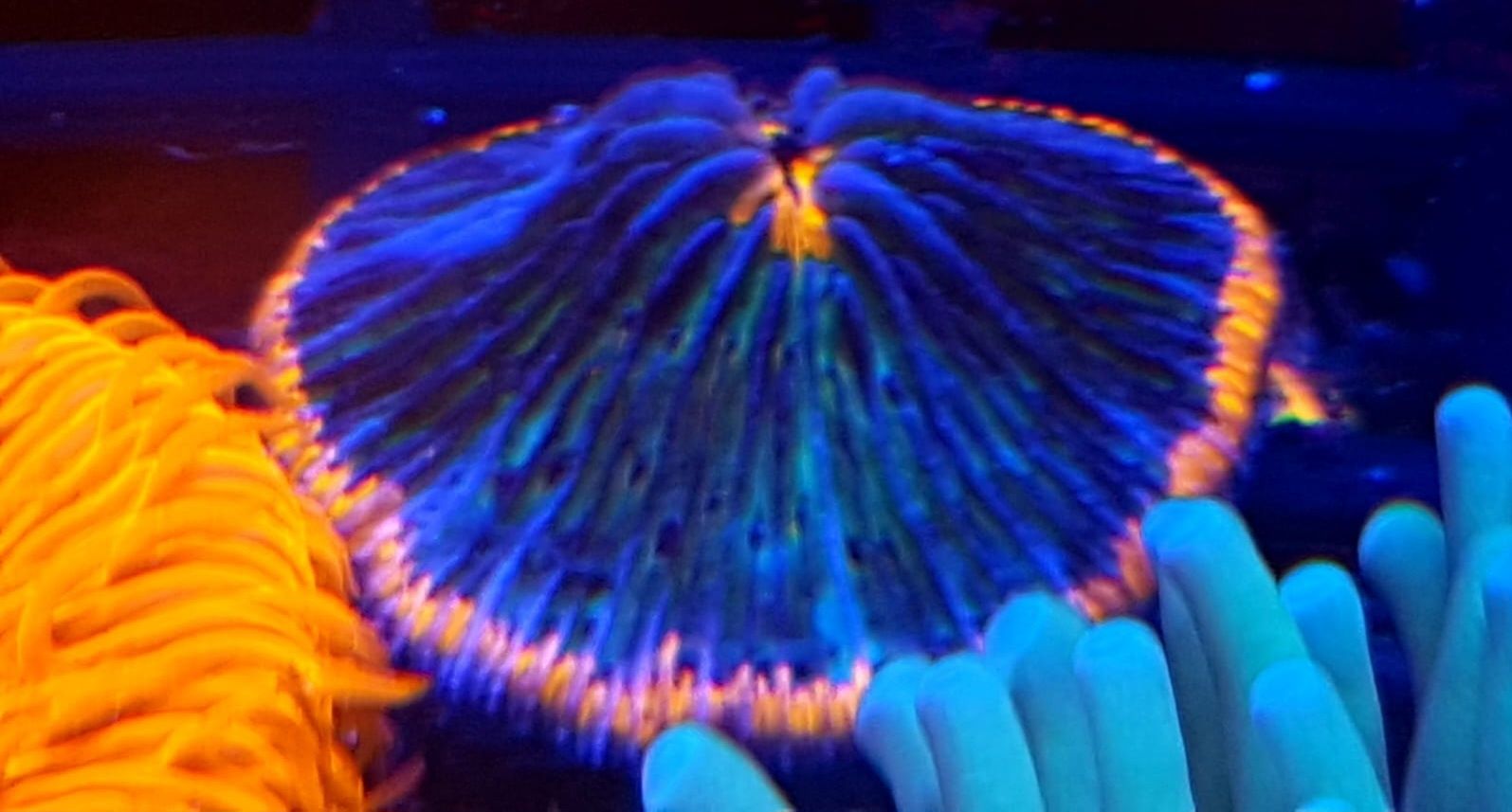 Fungia  Bicolor . Koralowiec LPS . Akwarium morskie