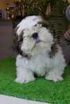 Shih-Tzu śliczny piesek z rodowodem ZKwP /FCI