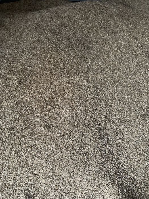 Овес. Сорт Парламентський, урожай 2025 року, перша репродукц