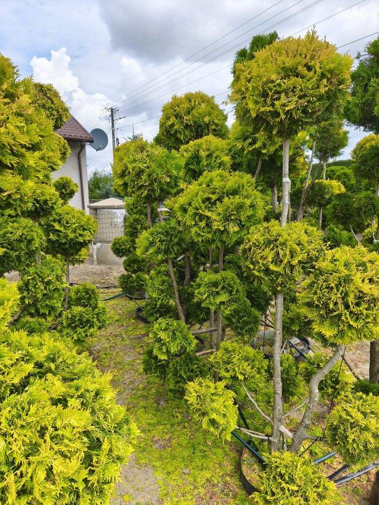 Bonsai tuja szmaragd spirala