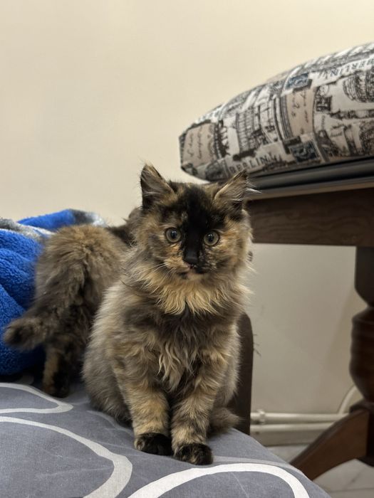 Віддам кошенят в добрі руки