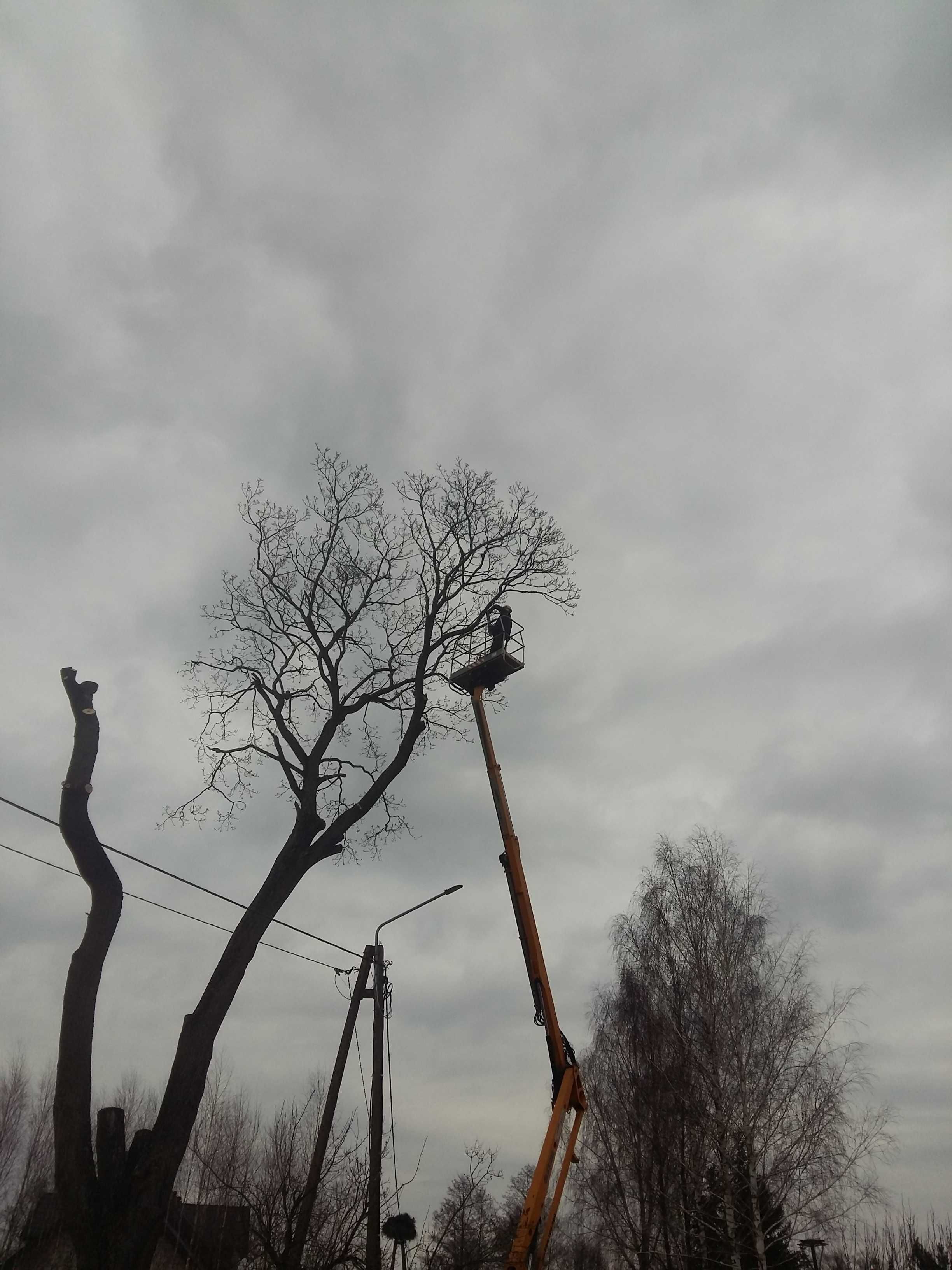 Wycinka drzew z podnośnika , usługa rębakiem, pielęgnacja koron drzew