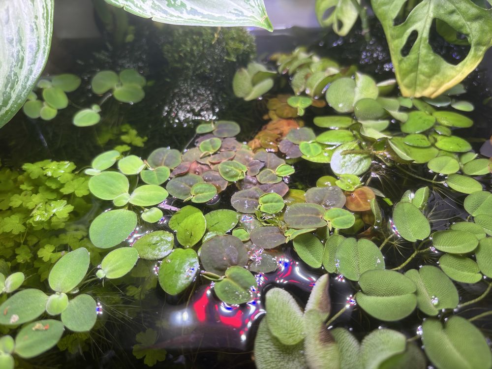 Salvinia natans, minima, Phyllanthus Fluitans 'Red Root Floater'