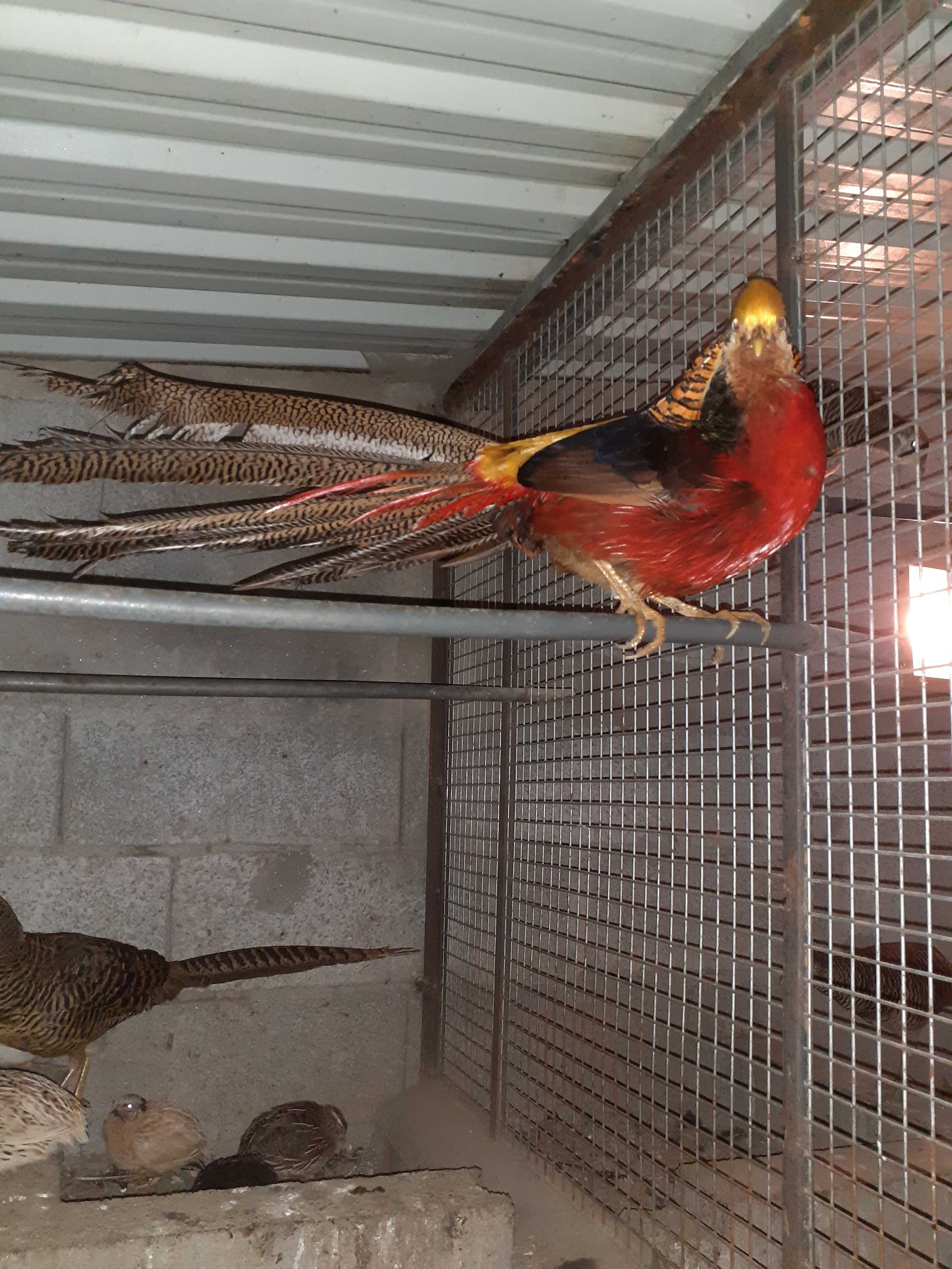 Faisões,  Pavões, Patos  muito bonitos