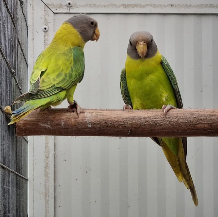 Cabeças de ameixas Opalinas/Diluido de  25