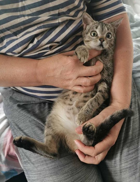 Киця в добрі руки!