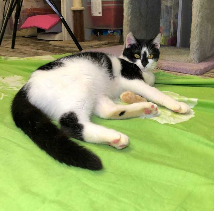 Яркий, красивый молоденький котик Лапка, около года