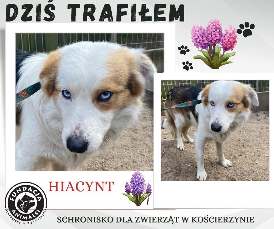 08.02.25 pies znaleziony w schronisku w Kościerzynie