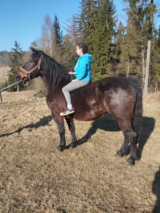 Sprzedam  slaska klacz