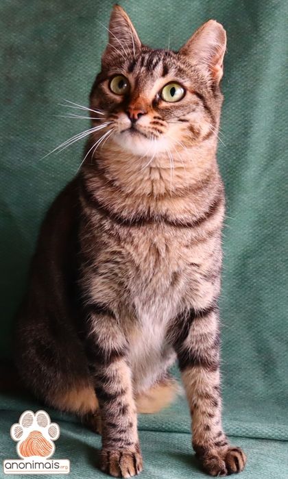 Manga - gata para adopção