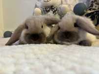 Karzełek baranek- Mini Lop