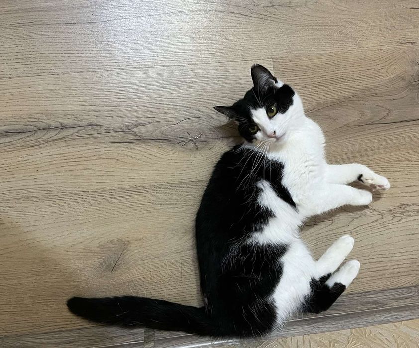 Чудова дівчинка в добрі руки!