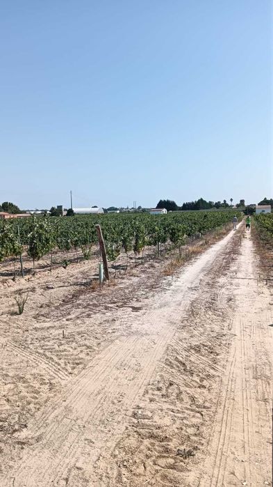 Terreno 31 mil m2 para construção de armazém,