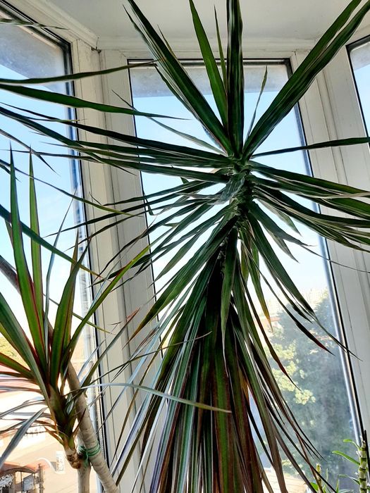 Драцена  вузьколистна  2,3 м.