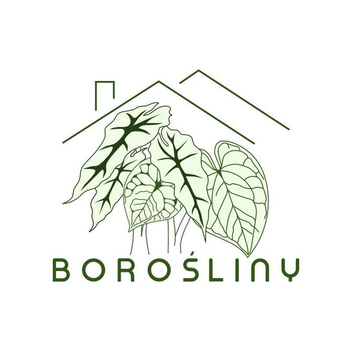 Philodendron Billietiae Variegata Ø-10cm H-20cm