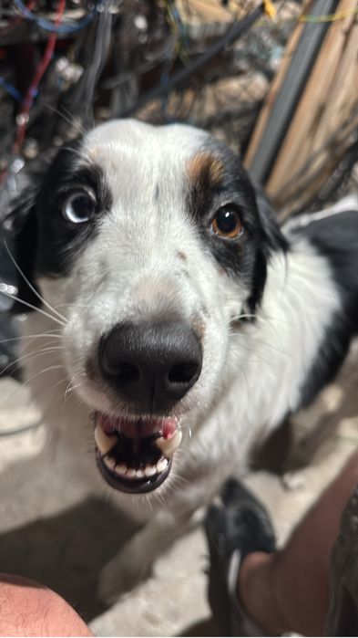 Ziggy - a quem tiver tempo e afeto