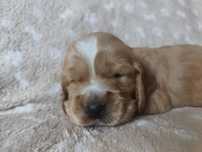 Piesek Cocker Spaniel Angielski