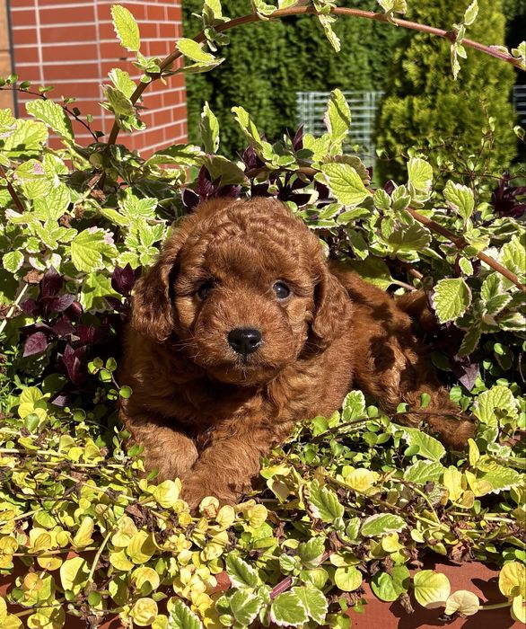 Cavapoo F1B, Pudel, Cavalier