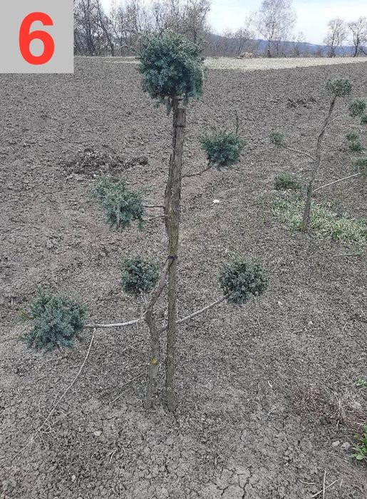 Туї смарагд на штамі, коніки, тиси, ялинки, бонсаї. Рослини для декору