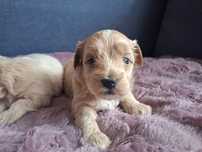 maltipoo piesek pudel miniaturowy/maltańczyk