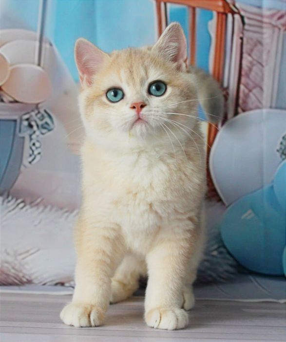 Британський красень- яскраве голубе золото чекає вас