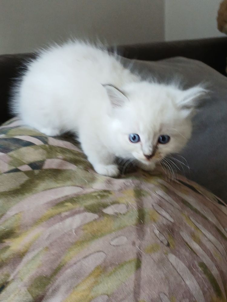 Ragdoll śliczna kotka
