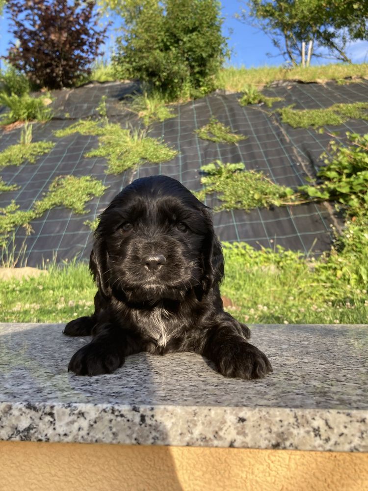 Piesek cocker spaniel angielski czarny gotowy do odbioru
