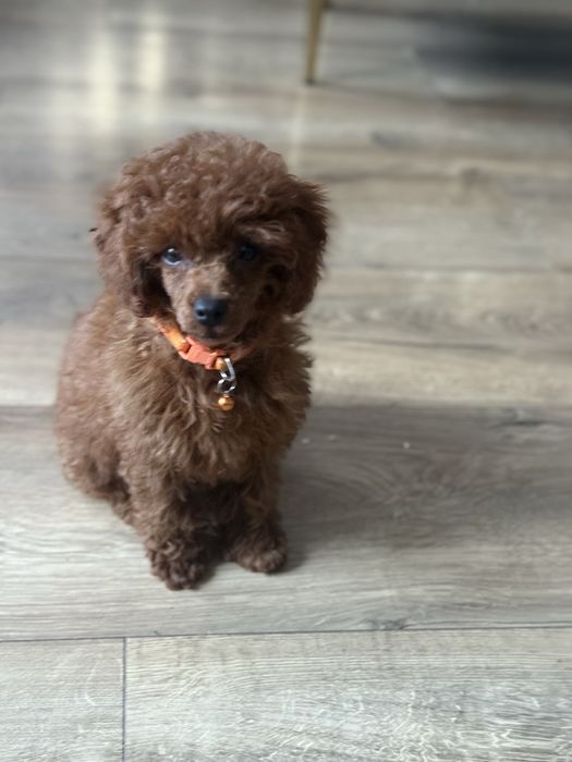 Pudel toy Red Brown