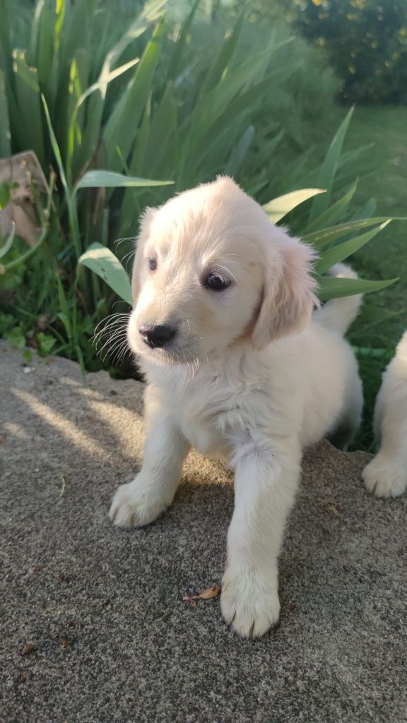 Golden Retriever  disponível.