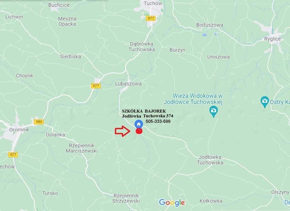 Borówka amerykańska sadzonki !!!