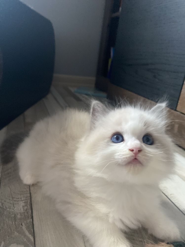 Puchaty kocurek Ragdoll