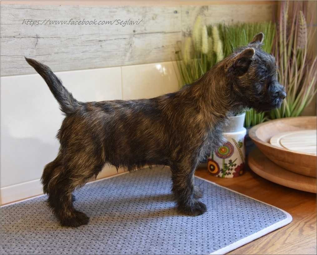 Cairn Terrier - rodowodowy (ZKwP/FCI) piesek po imporcie ze Szwecji