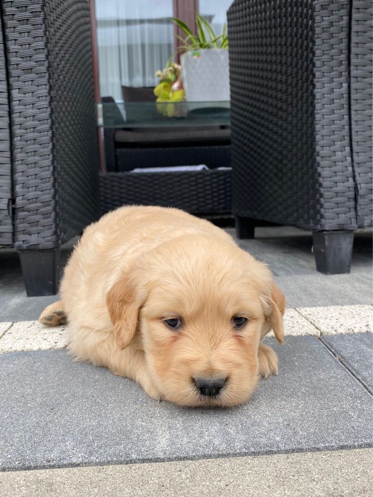Golden retriever- suczka