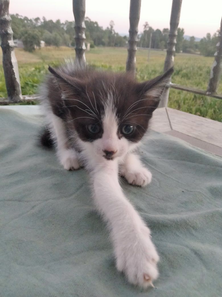 Da se gato 2 meses