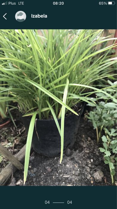 Nadwyżka liliowiec  żółty kępka