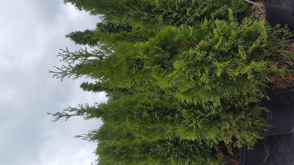 Tuja, thuja, tuje szmaragd kopana z gruntu 150-200cm