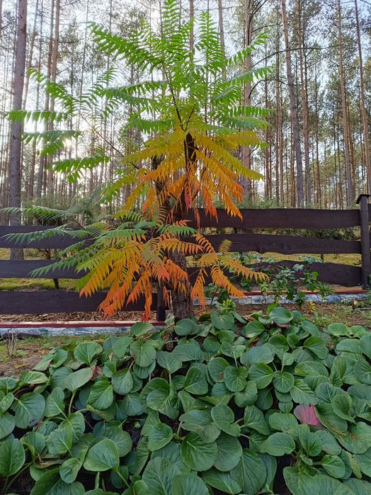 'Okna na las" wynajem mieszkań wakacyjnych