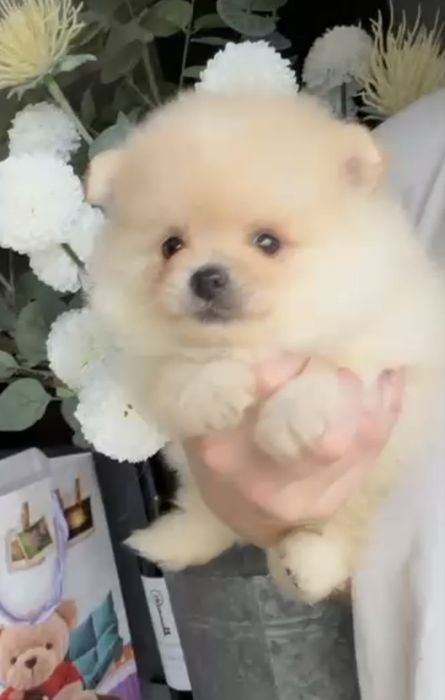 Spitz Anão/ Lulu da Pomerânia  Russo . Mini.. Lop e Afixo Pedigree.Lop