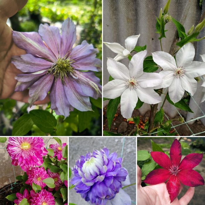 Клематис наборы по 5шт