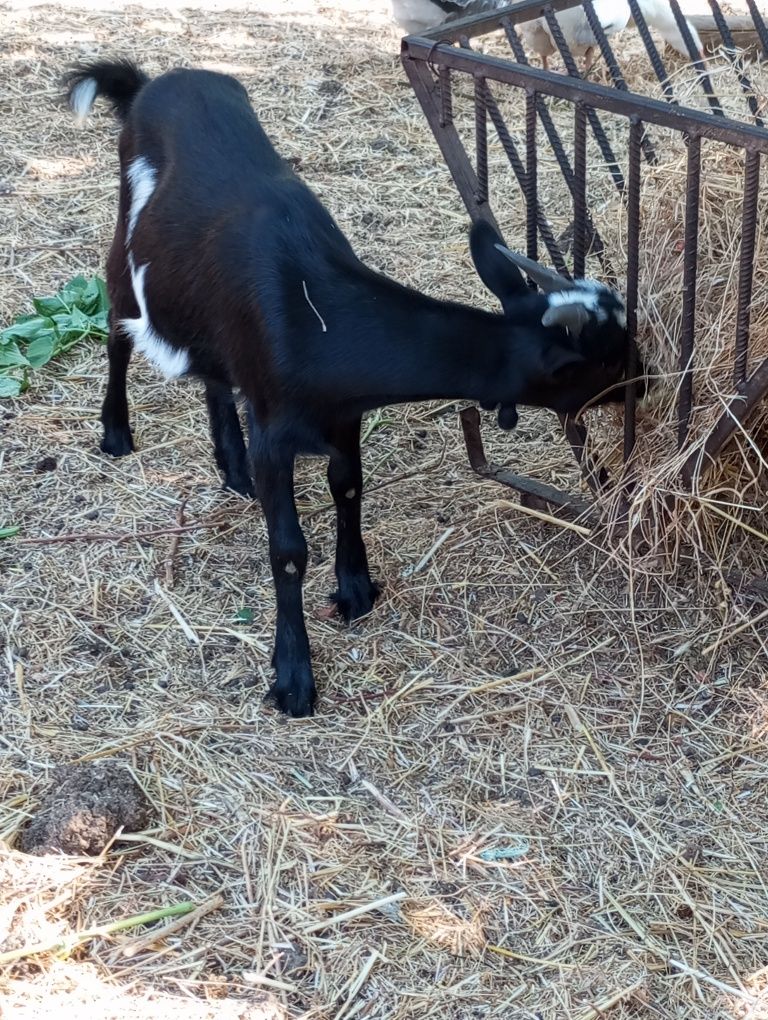 Casal de cabritos