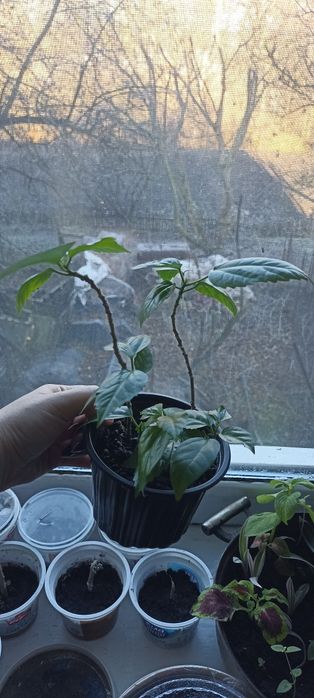 Кімнатні рослини